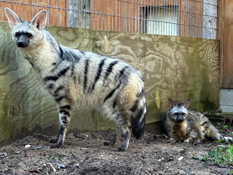 Ardwolf at GarLyn Zoo